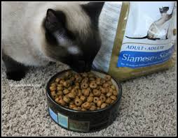 Are You Feeding Your Cat the Best Diet